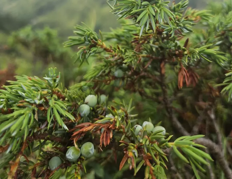 Wacholderstrauch mit reifenden Wacholderbeeren in der Natur
